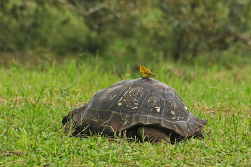 Gal&aacute;pagos giant tortoise