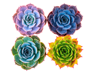 Four vibrant succulent rosettes with varying colors against a transparent background
