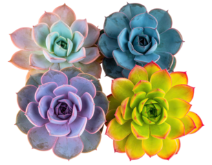 Four vibrantly colored succulent plants, arranged centrally against a black background