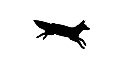 Obraz premium Silhouette of a running fox