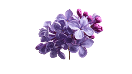 Vibrant cluster of lilac blossoms with shades of purple and pink.