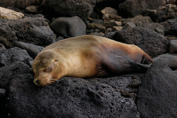 galapagos sea lion