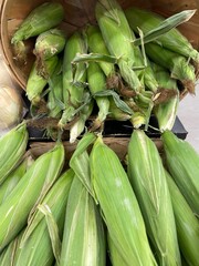 Grocery store raw corn in a bucket on display