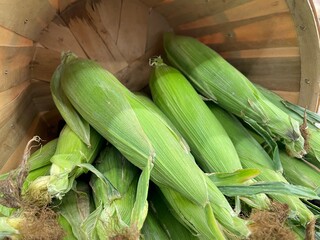 Grocery store raw corn in a bucket on display close up