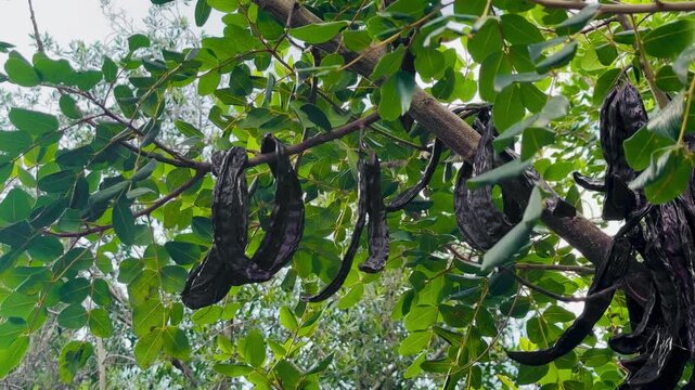 Carob Tree Branch with Mature Fruits and Green Foliage &ndash; Organic Harvest 4K