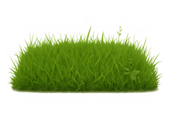 Green grass patch with fresh blades growing, creating a vibrant lawn texture on a transparent alpha background