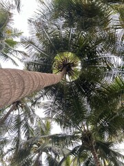 coconut palm tree