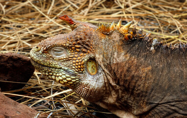 galapagos land iguana and lizard