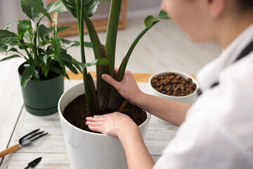 Woman transplanting houseplant into pot at home, closeup