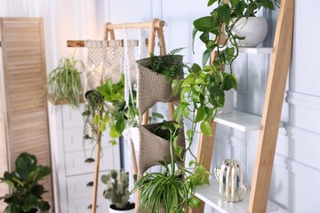 Different potted houseplants on shelving unit indoors