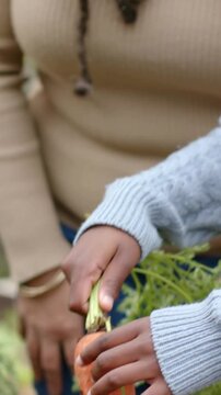 Vertical video: Gripping carrot tops, child pulling carrot from raised bed, woman guiding harvest