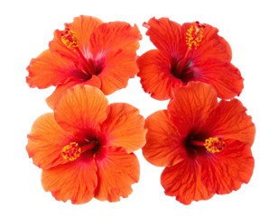 Four vibrant, isolated orange hibiscus blooms in a square formation against a transparent background