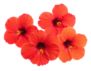 Vivid cluster of five crimson flowers with intricate petals and prominent yellow pistils