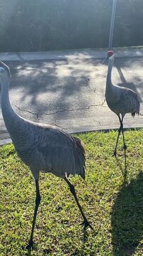 Two sandhill cranes stand on a sunny suburban curb with long shadows. Morning light filters through trees behind the birds.