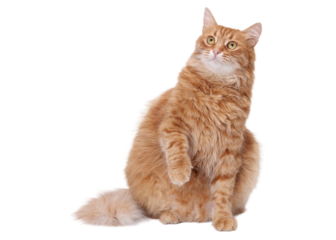 PNG — Cute ginger cat raising paw and looking up, isolated on clean white background. Expressive funny studio portrait perfect for memes, advertising, social media, branding and pet-product marketing.