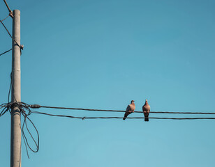 Two pigeons rest on power lines against clear blue sky. Birds sit on electrical cables near concrete pole. Urban wildlife concept at sunny day. Communication and connection concept.