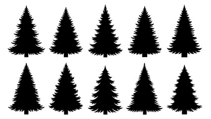 Fototapeta premium Collection of silhouette evergreen pine trees in a row