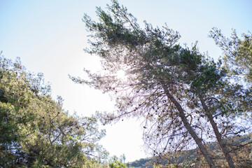 trees in winter 