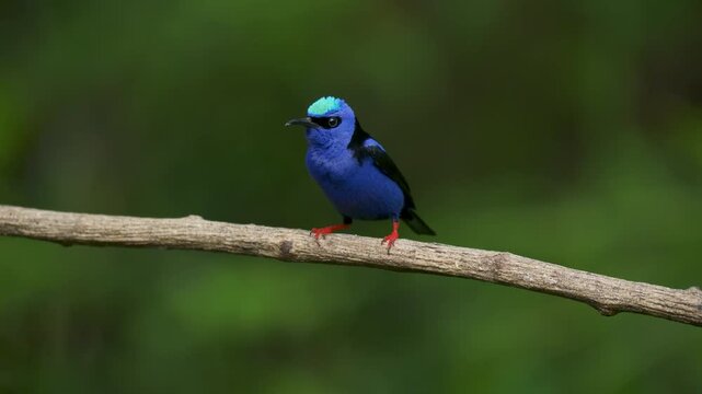 Red-legged honeycreeper in Costa Rica 