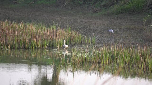 Asian openbill stork (Anastomus oscitans) searching for snail in a river.