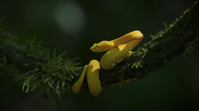 An eyelash viper in Costa Rica 