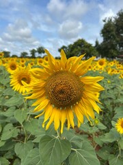field of sunflowers