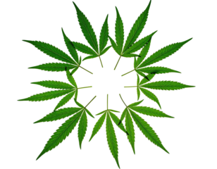 Isolated leafy green plants arranged in a circular pattern against a pure black background