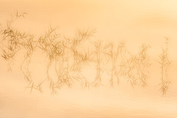 Reeds gently sway in the still waters of a misty lake in Sweden at dawn, creating a tranquil and serene landscape