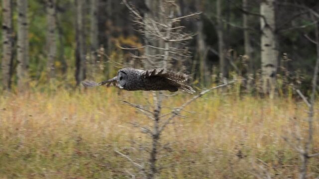 Great gray owl hunting in flight