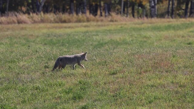 A coyote hunting in a meadow