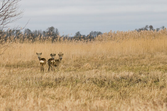 Three Wild Roe Deer Standing in Golden Reeds Field