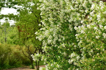 Fototapeta premium Exochorda serratifolia deciduous shrub with ovate serrated leaves and clusters of white spring flowers forming distinctive floral displays in Korean habitats