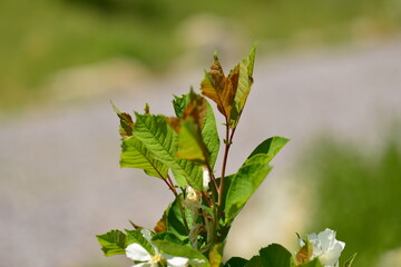 Exochorda serratifolia features ovate serrated leaves and clusters of white spring flowers on upright branches in Korean habitats. Photographed in Korea.