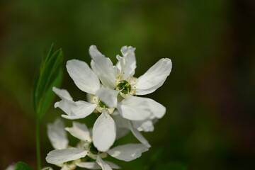 Exochorda serratifolia clusters of white five-petaled spring blossoms forming bright floral displays at branch tips in Korean habitats