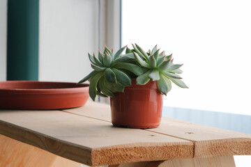 green echeveria succulent on wooden shelf