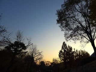 Sky silhouette landscape with sunset trees featuring a calm gradient atmosphere