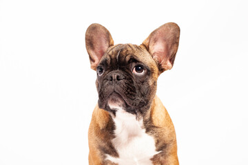 french bulldog puppy isolated