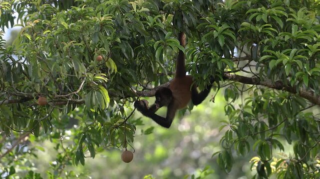 A spider monkey in Costa Rica 
