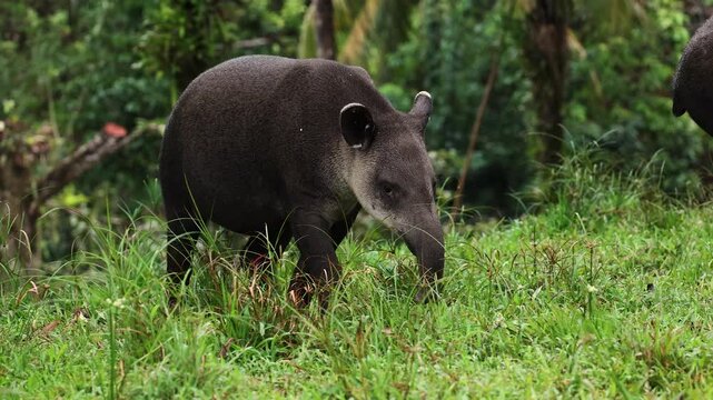 A tapir in Costa Rica 