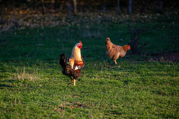 A rooster and two hens walk together across a grassy pasture illuminated by soft evening sunlight. This natural farm setting reflects authentic rural life and traditional free-range poultry farming.