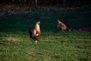 Free-range chickens and a rooster walk across a green meadow in warm golden light. The painting conveys a peaceful rural atmosphere, depicting natural farm life and the behavior of poultry outdoors.