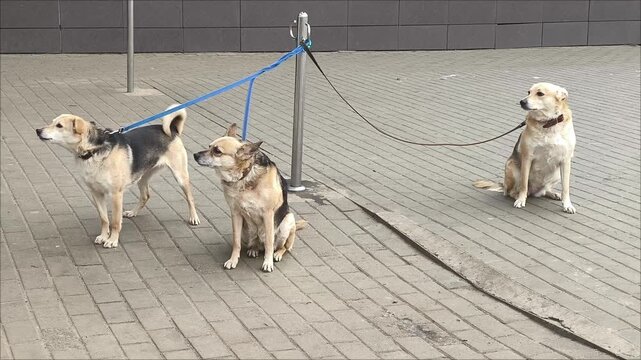 Three stray dogs tied to a pole on city street. Three mixed-breed dogs with collars and leashes tied to a metal pole on a paved urban sidewalk, waiting patiently. Concept of abandoned or stray animals
