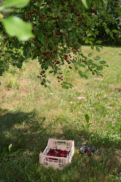 Freshly picked red cherries in a pink box and a bowl on the ground in a sunny cherry orchard."