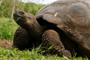 Gal&aacute;pagos giant tortoise