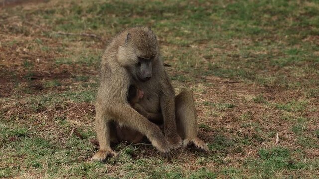 Baboon with baby in Africa 
