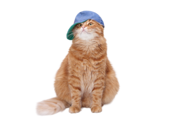 Funny ginger cat in a sideways blue cap, PNG with transparent background. Cute hip-hop style pet for stickers, memes, branding, social media, advertising and creative design projects