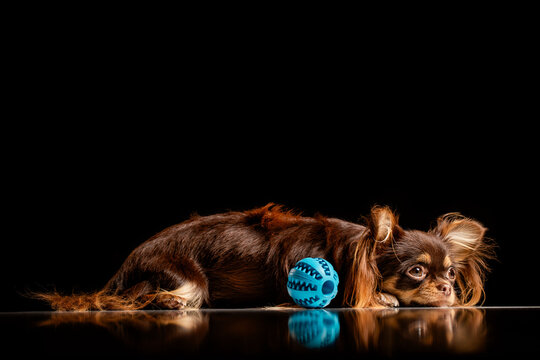 Sad dog lying on a black background