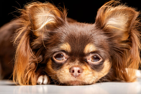 Portrait of a cute dog looking at the camera  