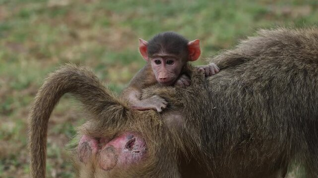 Baboon with baby in Africa 
