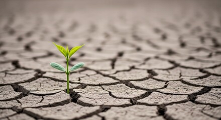 Resilient sprout emerges from parched earth in arid landscape, symbolizing hope.